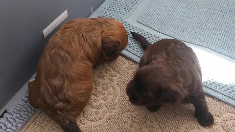 C Litter 3 weeks old today(1)