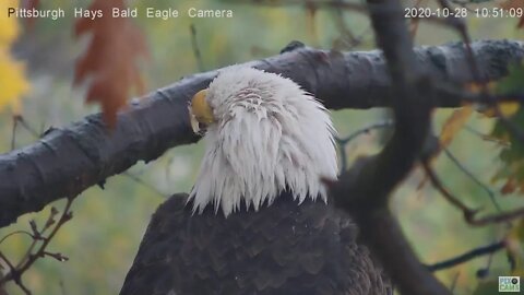 Hays Eagles Mom closeup is Stunning ! 2020 10 28 1050AM
