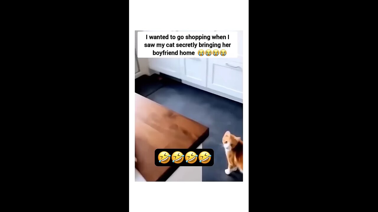 When kittyos are being sneakyo