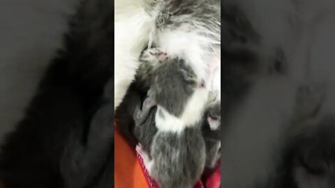Kitty 🐱 🐱
