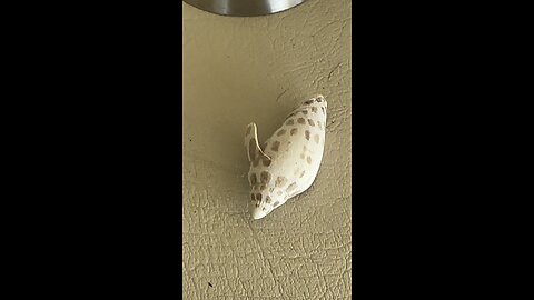 Meet Junatee “June” My First Junonia! #Junonia #FYP #RareShell #Shelling #Beachwalk #LiveStream