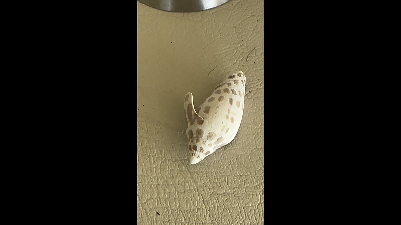 Meet Junatee “June” My First Junonia! #Junonia #FYP #RareShell #Shelling #Beachwalk #LiveStream