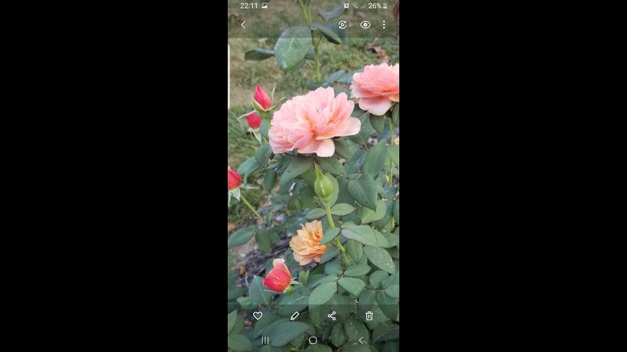 Time to order MORE roses