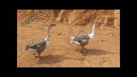 the goose released into the yard | daily life vlog