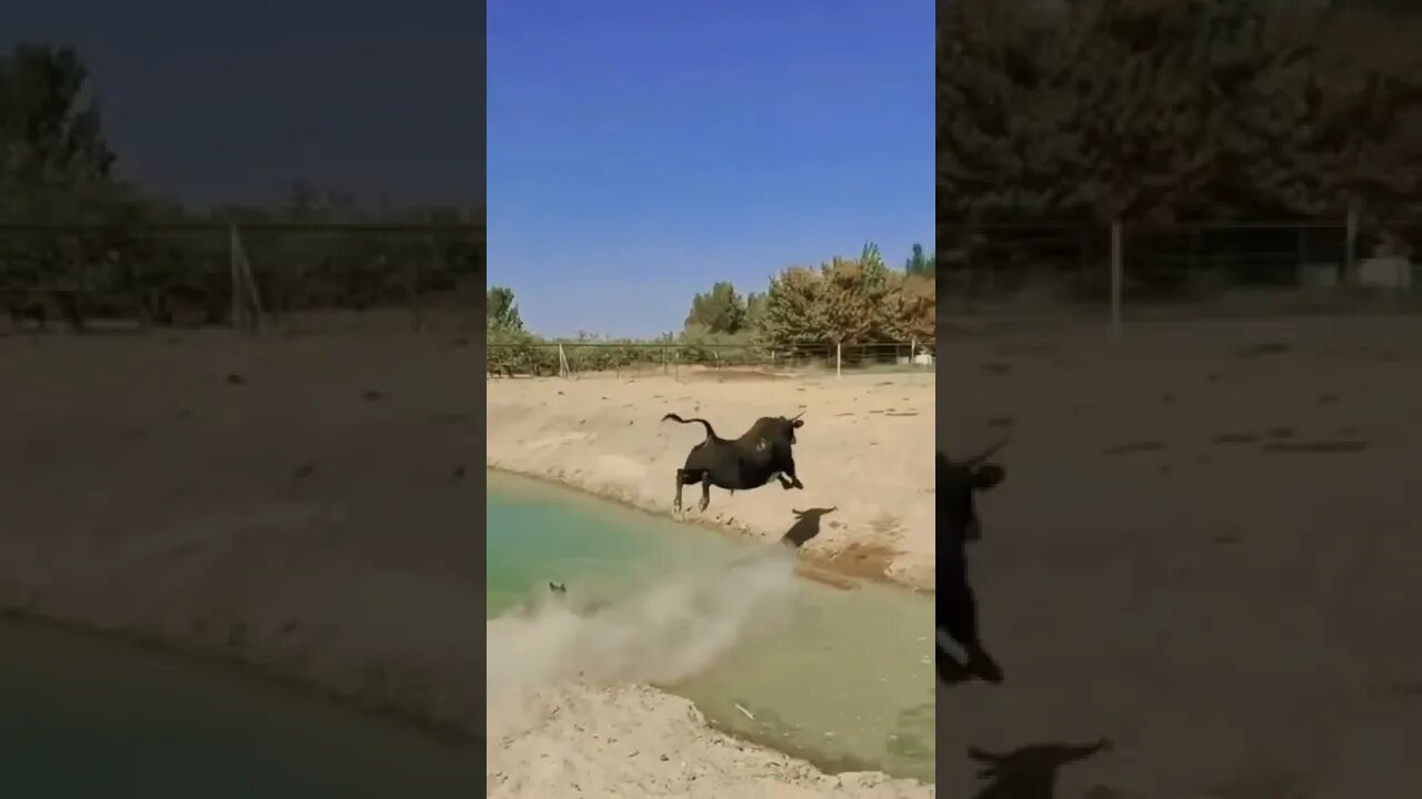 Nice Jump Animal Video, good Video shorts #r150shorts #youtubeshorts #ytshorts #animals