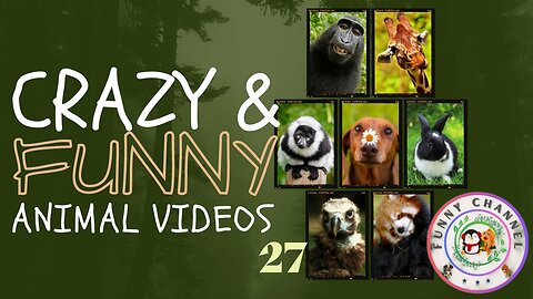 Funny Animals 27 | Funny Channel