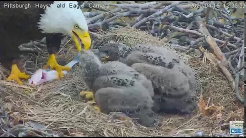 Hays Eagles Mom feeds a whole fish to hungry H11 H12 2020 04 18 1236pm