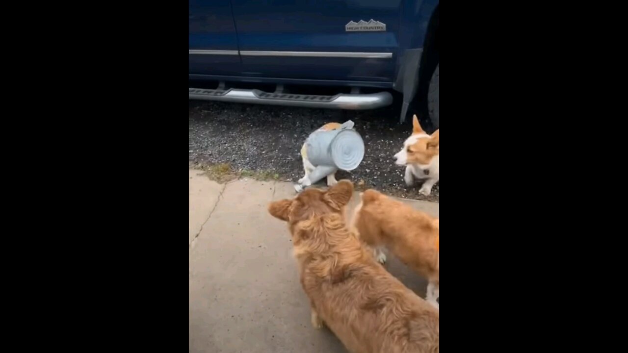 I'm just a dog doing dog things