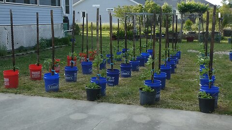 TOMATOES.... (LET THE SEASON BEGIN)