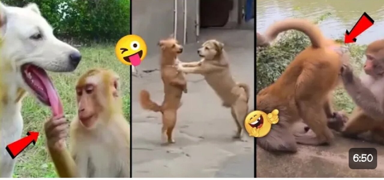 Indian cats and dogs so funny 🤣🤣 Best funny 🤣 animals video in India 2024