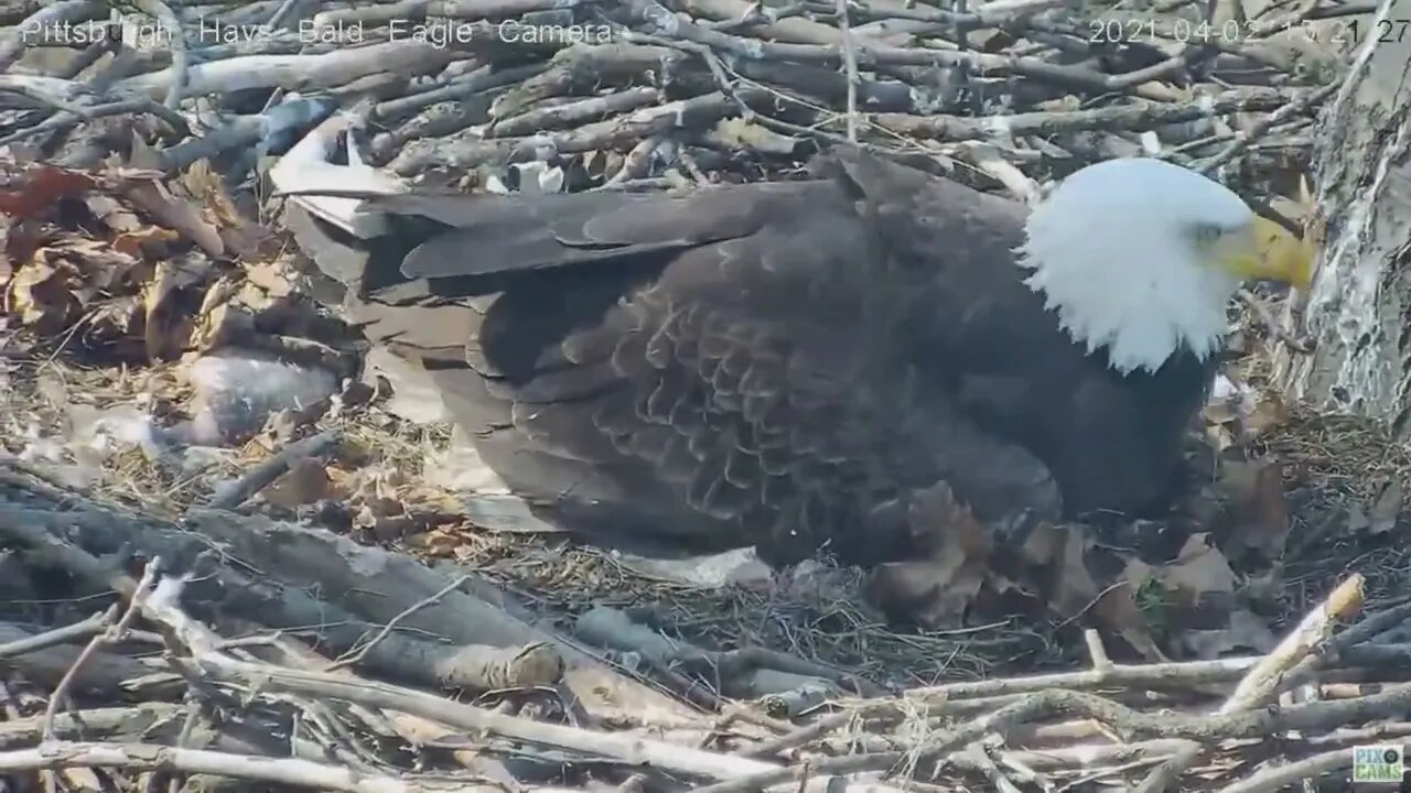 Hays Eagles Mom covers H13 H14 H15 with a leaf blanket 2021 04 02 15:20