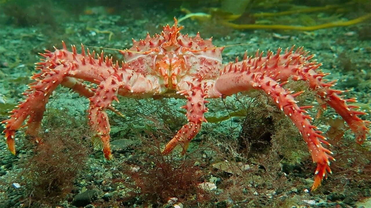 Stunning Underwater Kelp Forests - The Wild Place - BBC Earth