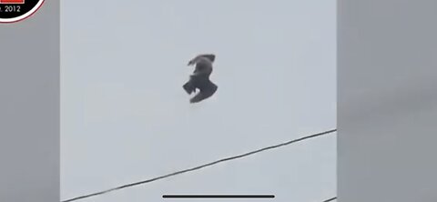 MATRIX GLITCH BIRD FROZEN IN FLIGHT ?