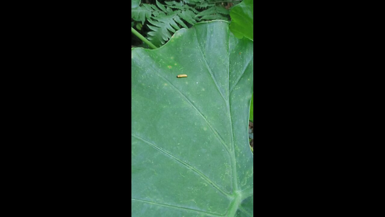 Bugs sleeping on the leaves