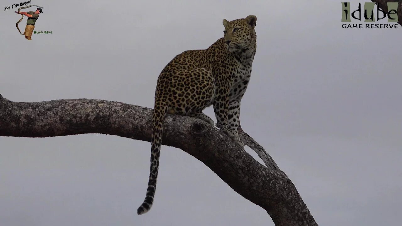 Scotia Female Leopard Chased By The Torchwood Male | Incredible Wildlife Interactions