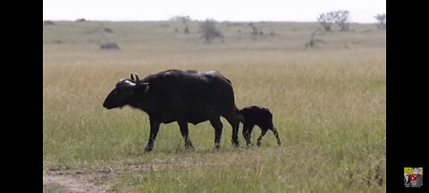 Crodile Attack in Africa