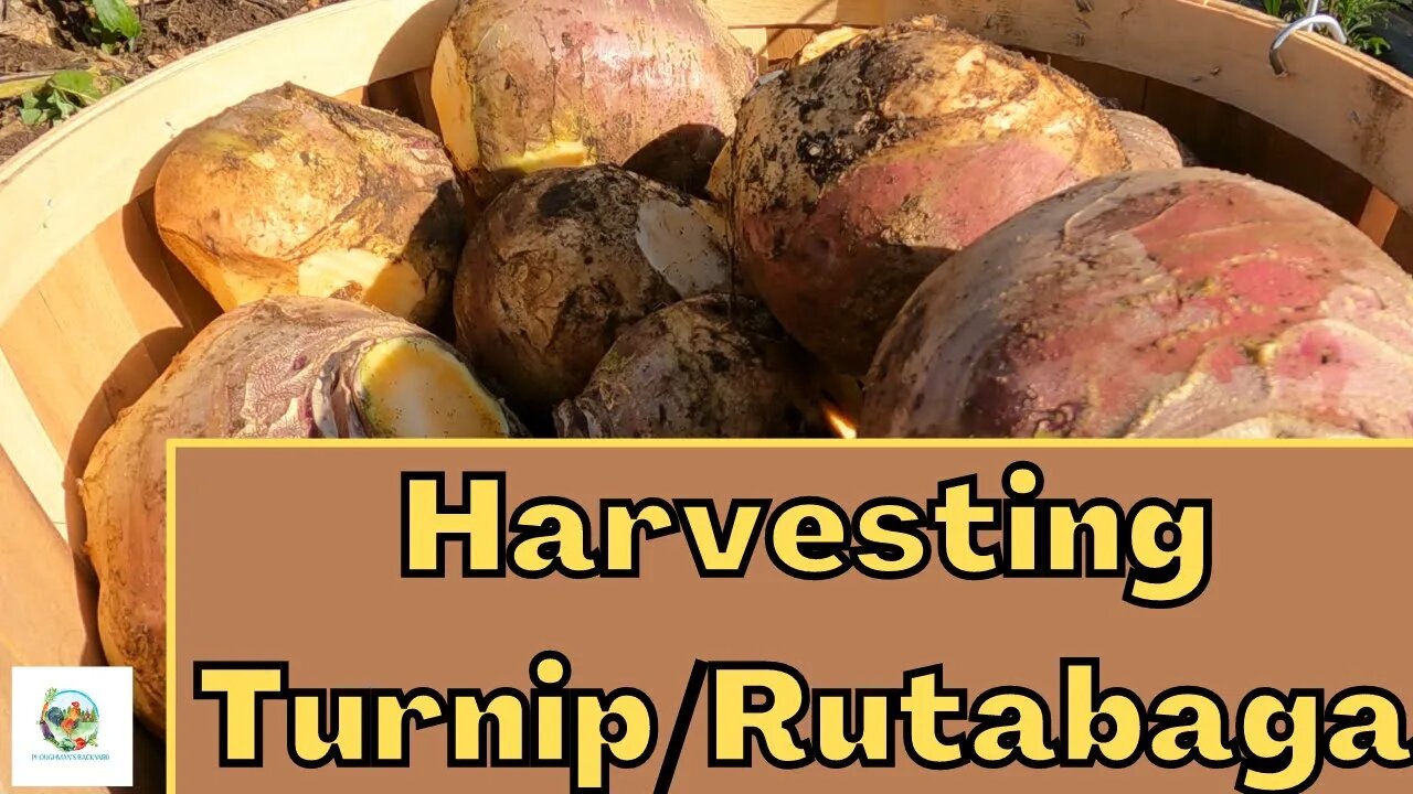 Time To Harvest Our Turnip/Rutabaga