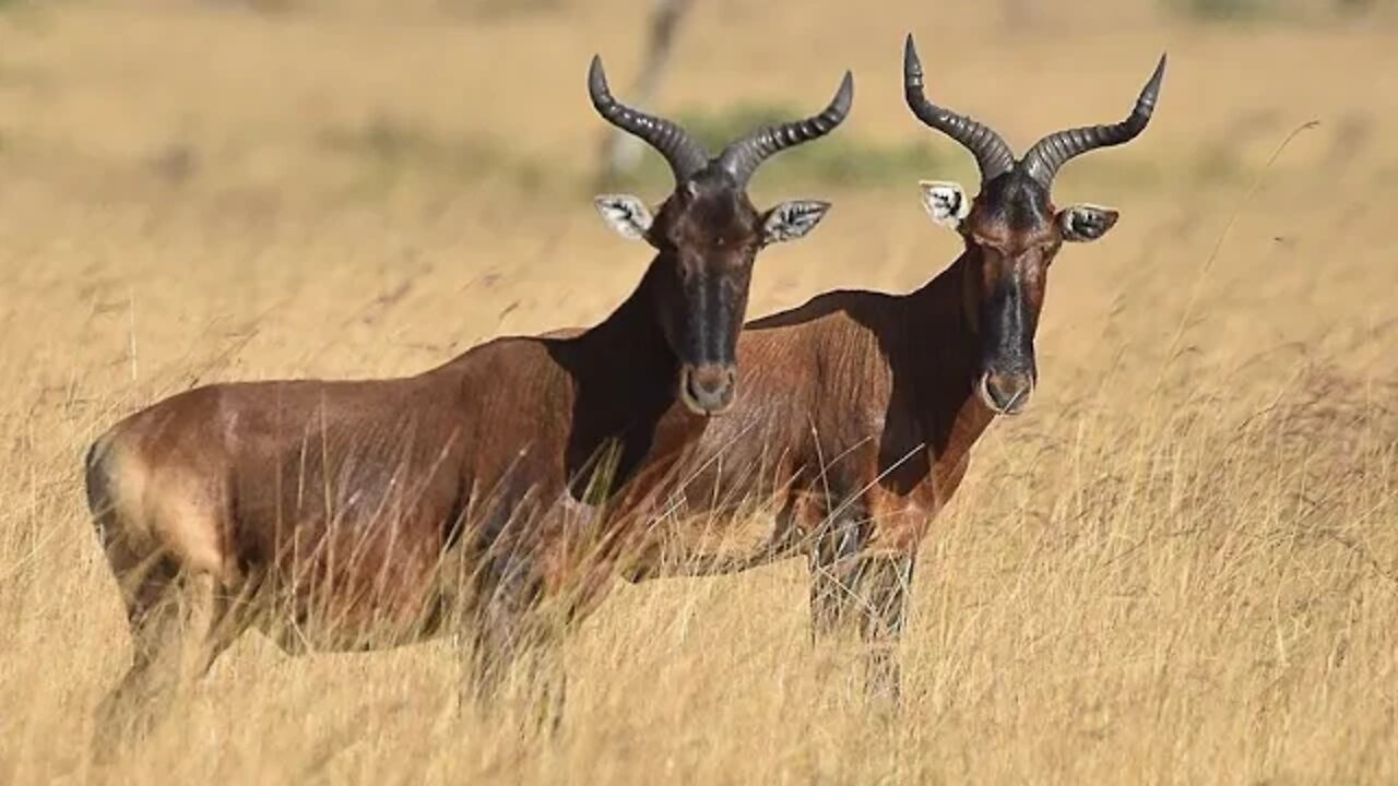 Hartebeest in Senkele, Ethiopia | Ethiopian Antelope