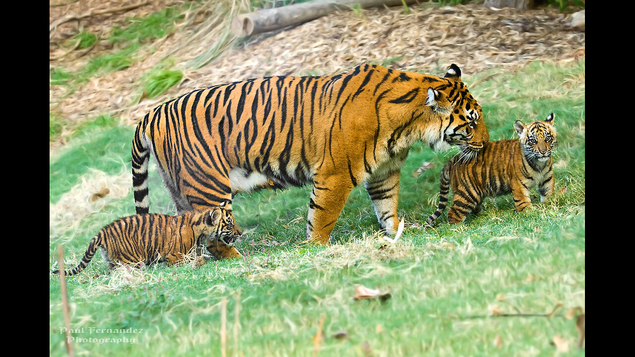 Cute cubs with mother in cage 😍 mother love 🤩