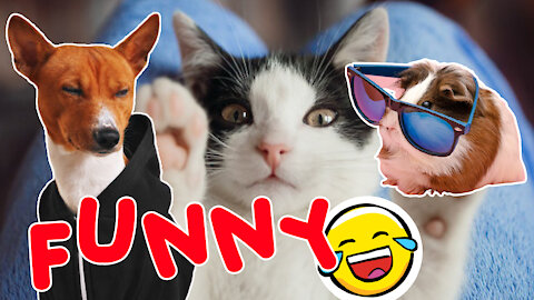 cute and funny animal videos