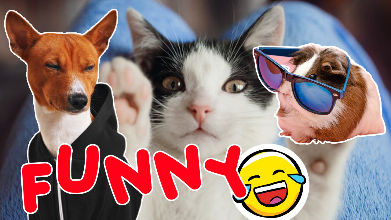 cute and funny animal videos