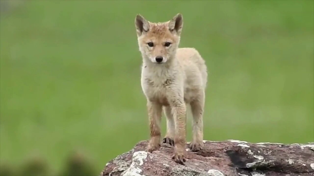 The End Of The Planet