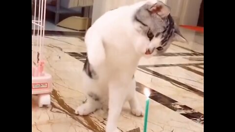 Funny And Cute Cat'S Life Cats And Owners Are The Best Friends Videos