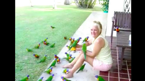 A Woman is Having a Delighted Morning Surrounded With Beautiful Lorikeets