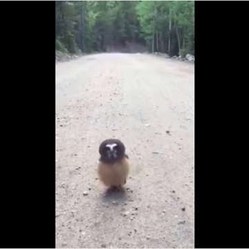 Boulder County Sheriff's Deputies Meet Their Feathery Match