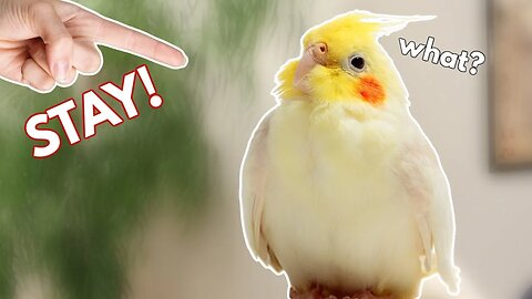 How to Teach a Cockatiel to STAY! (or any bird!)