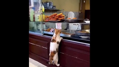 Funny animals 2023 & - Funny cats and dogs videos %? P-31 #shorts