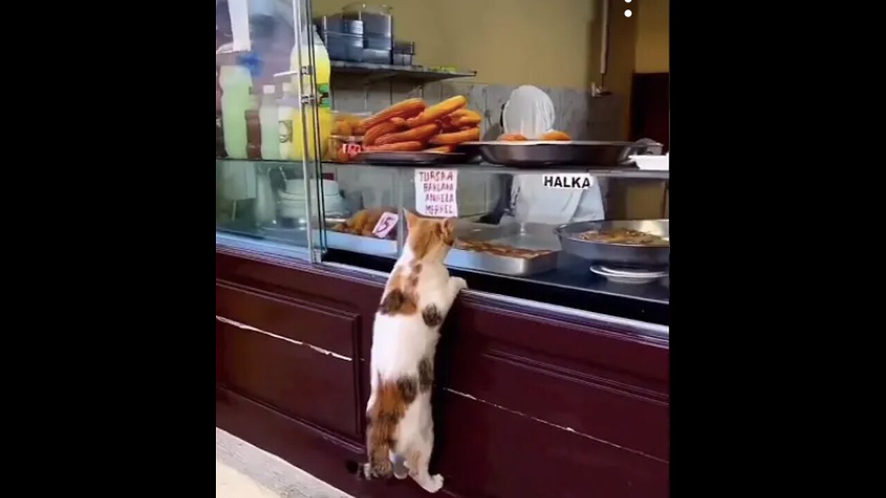 Funny animals 2023 & - Funny cats and dogs videos %? P-31 #shorts