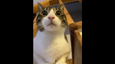 So Cute Cat Funny Video