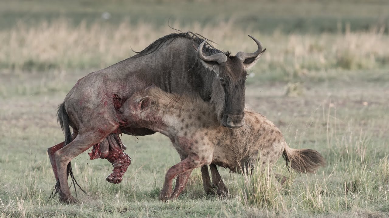 Look What Happened When Baboon Attacked and Stealing Leopard's Prey ? | Wild Animals