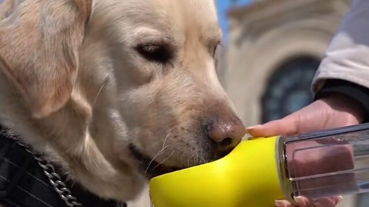 Portable Dog Water Bottle Food Container