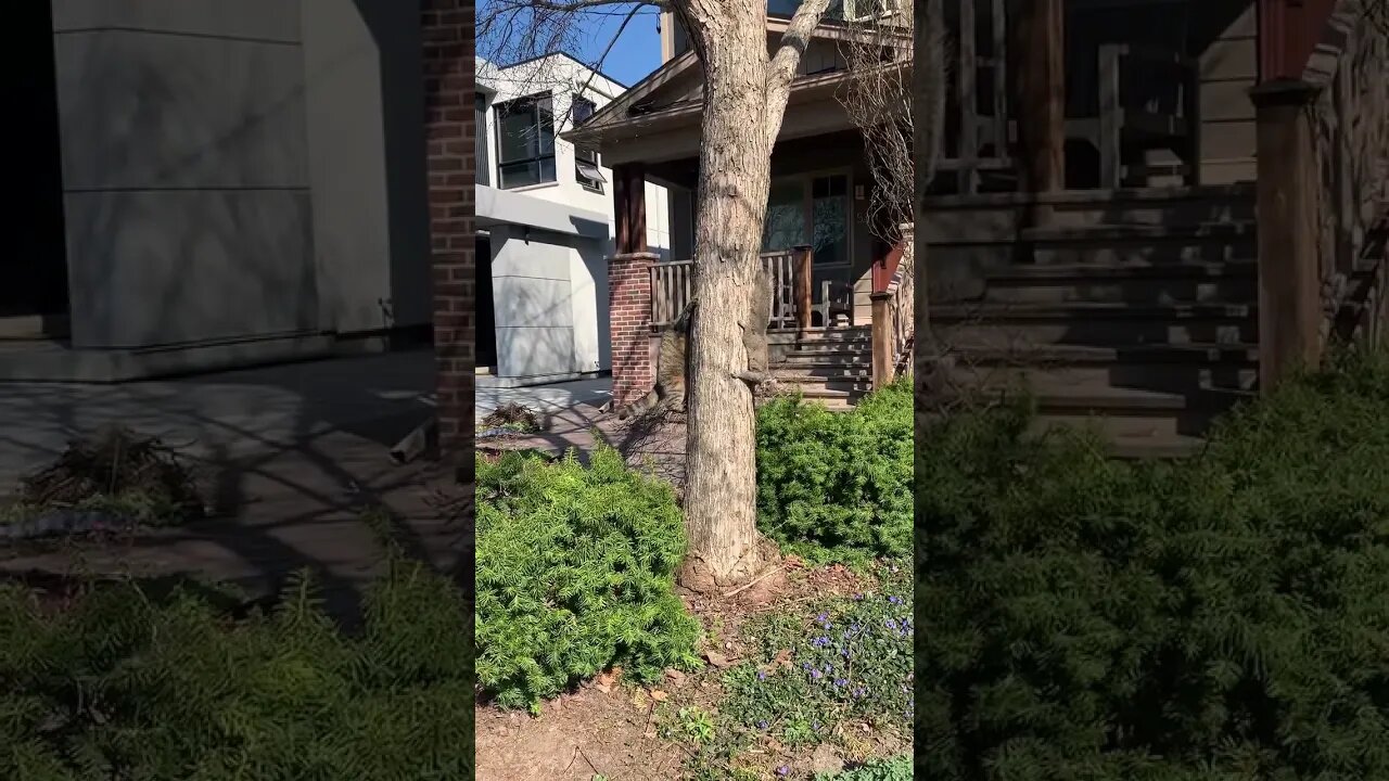 When A Cat And Squirrels World Collide
