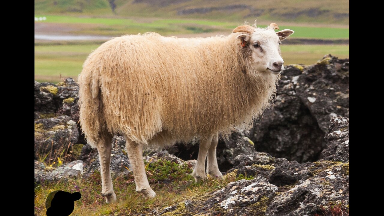 sheep shooting