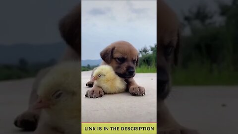 Try Not To Laugh | Funny Dogs Videos Compilation | Adorable