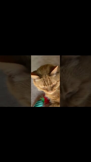 Beautiful and lovely kitties