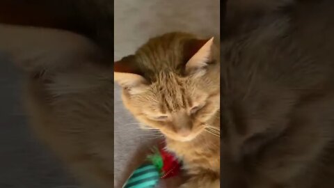 Beautiful and lovely kitties