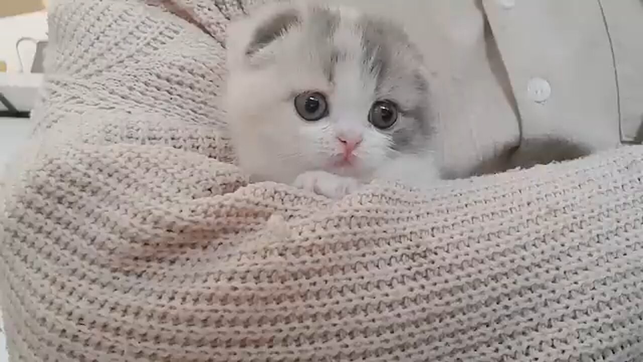 cute cat video