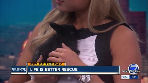 Pet of the day for June 11th