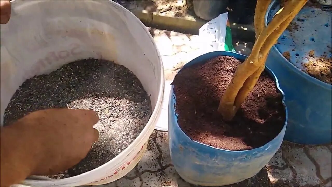 não plante frutífera em vaso antes de ver esse vídeo