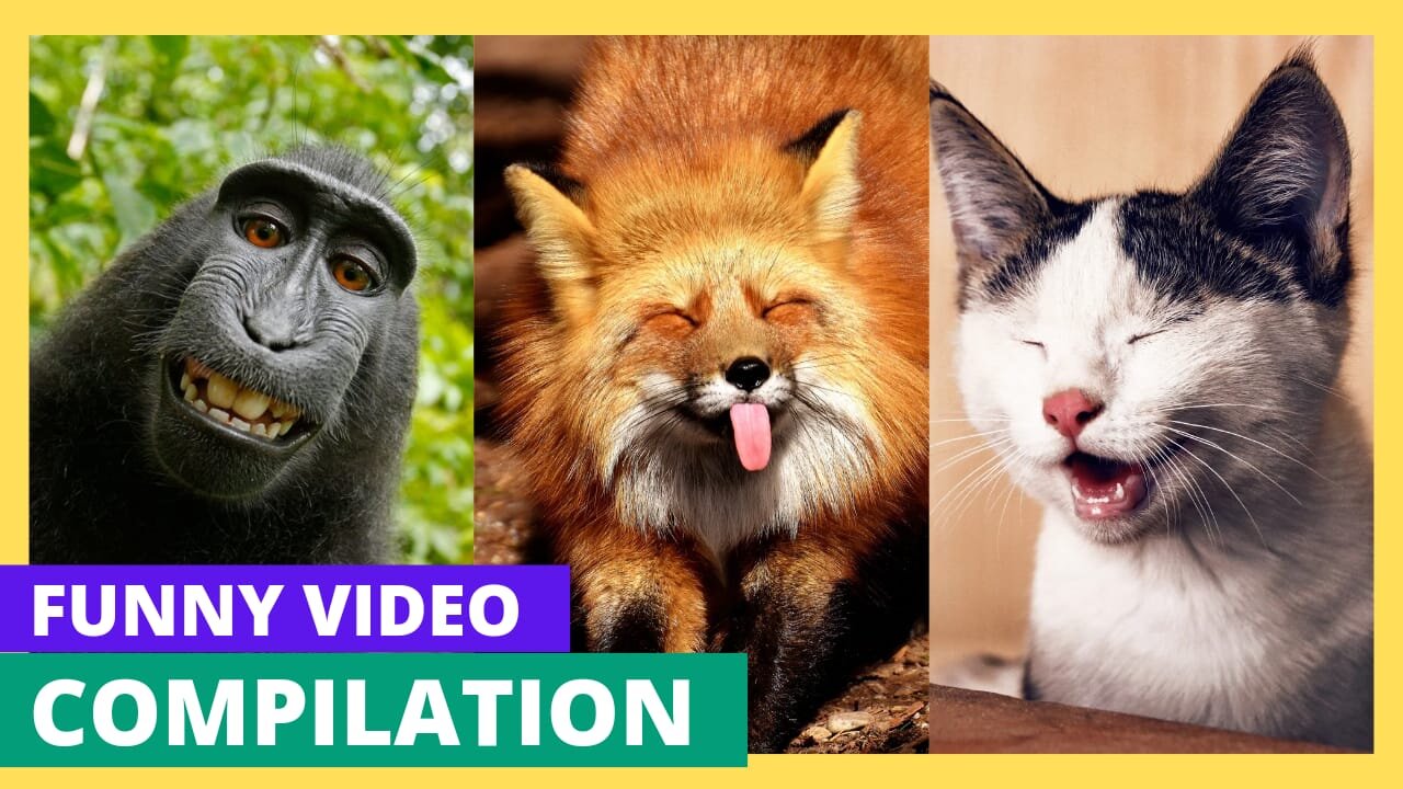 Welcome to our hilarious world of funny animal videos! 🐾🎉