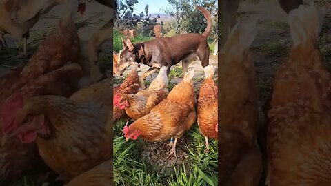 Chooks On The Loose