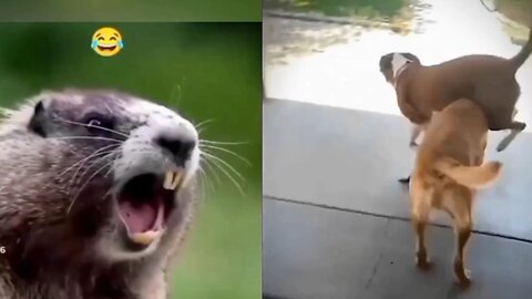 Funny Animal 🐈🐕🤣 video