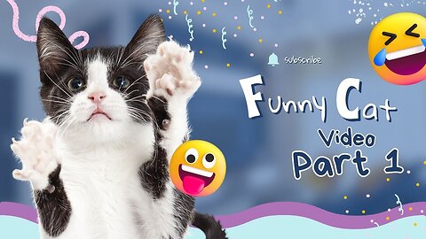 funny cat videos part 1