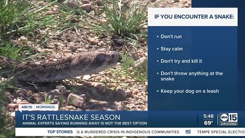 What to do if you encounter a snake