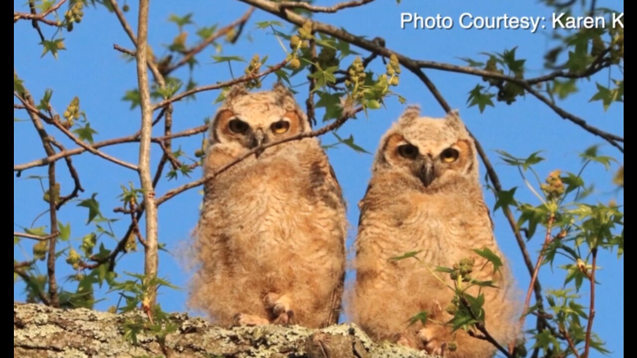 Annapolis group nurtures, documents wildlife, uses it as get-together