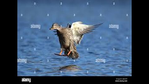 Wild duck and strange landing on the lake shore